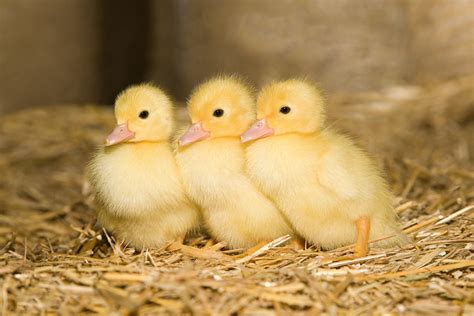 Baby Animals Cute Baby Animals with Examples. ANIMAL – – BABY ANIMAL. 1.Dog – – Puppy (farm animals) A dog will not howl if you beat him with a bone. What a cute puppy! Is it a he or a she? 2. Swan — Cygnet. The swan sings when death comes. A young swan is called a cygnet. 3. Tiger — Cub, whelp. The tiger prowled …